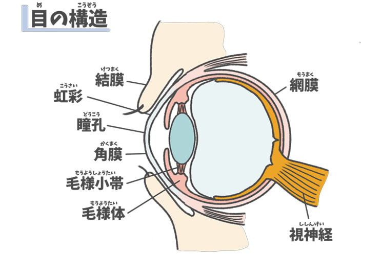 目の構造図-毛様体