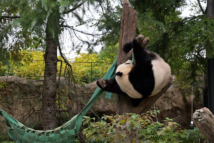 上野動物園のパンダ　シャオシャオ