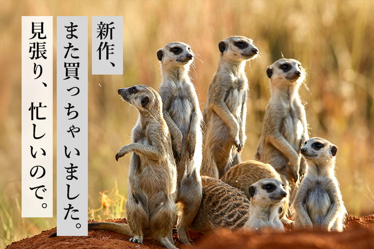 「10.美容系インフルエンサー鵜呑みアニマル」の見出しと、周囲を警戒するように立ち上がるミーアキャット群の姿。「新作、また買っちゃいました。見張り、忙しいので。」というテキストが添えられ、メンズ美容家・福タロー氏が解説する、SNSの強い推奨言葉に影響されて洗面台を無計画な検証環境にしてしまう30代・40代男性エンジニアのアイテム選び（目的不明の機能追加）課題を表現している。