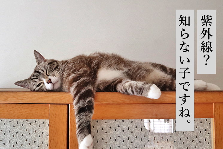「3.日焼け止め未実装アニマル」の見出しと、室内で無防備に寝そべる猫の姿。「紫外線？知らない子ですね。」というテキストが添えられ、メンズ美容家・福タロー氏が解説する、在宅勤務や日常の外出時に日焼け止めを塗らず肌負債を蓄積させてしまう30代・40代男性エンジニアのセキュリティーパッチ未導入（紫外線対策不足）状態を表現している。