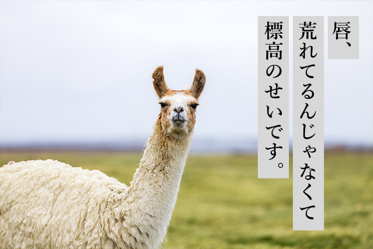「8.唇カサカサ砂漠アニマル」の見出しと、首を長く伸ばしたラマの姿。「唇、荒れてるんじゃなくて 標高のせい指示です。」というテキストが添えられ、メンズ美容家・福タロー氏が解説する、年間を通じた唇の乾燥放置によってオンライン会議や商談時の印象（社会的UI）を損ねている30代・40代男性エンジニアのリップケア課題を表現している。