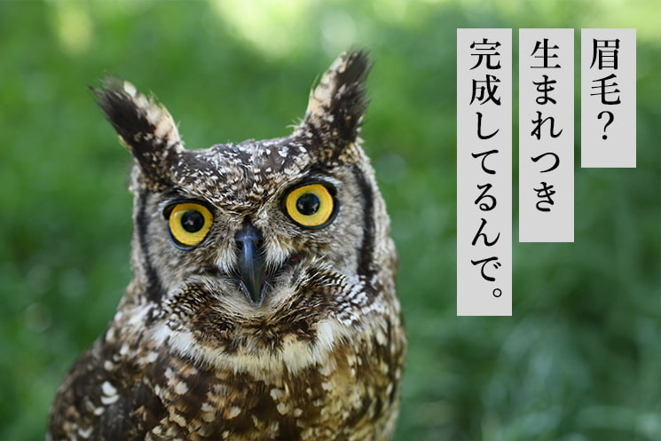 「6.眉毛ノーマークアニマル」の見出しと、目を見開いたミミズクの姿。「眉毛？生まれつき完成してるんで。」というテキストが添えられ、メンズ美容家・福タロー氏が解説する、眉毛を自然のまま放置して第一印象や清潔感（顔面のフロントエンドUI）を損ねている30代・40代男性エンジニアの整眉課題とサロンケアの重要性を表現している。